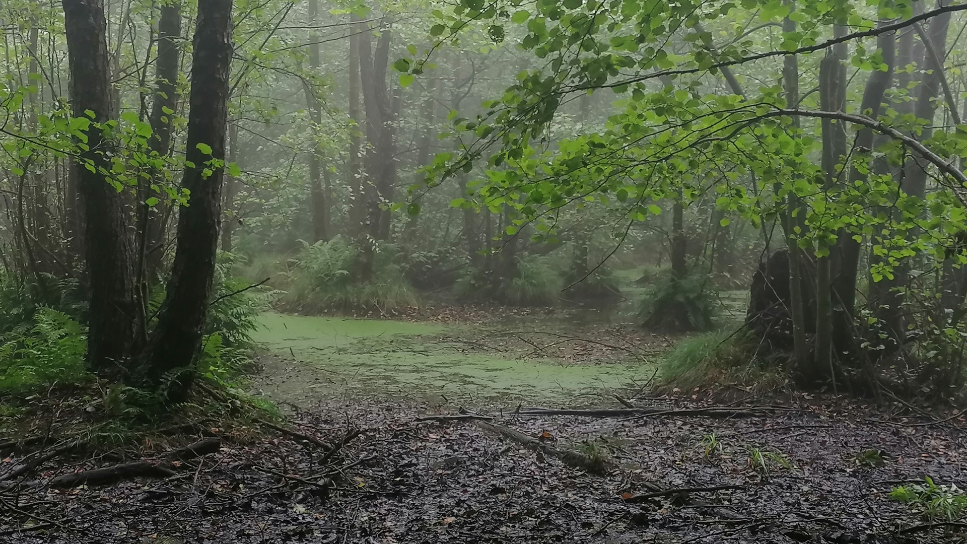 vizes élőhelyek_Zsupos Vivien_1920.jpg